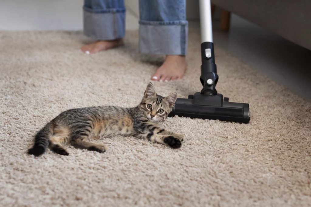 Best Ways to Eliminate Pet Odors and Stains from Rugs