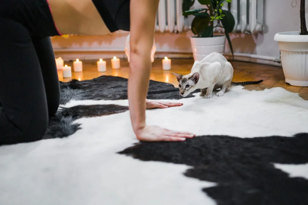 The Difference Between Wall-to-Wall Carpet and Area Rug Cleaning