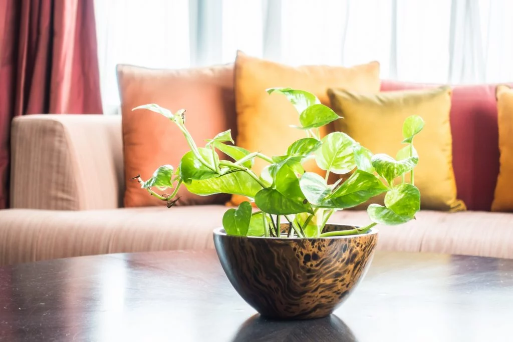 Weekly and Bi-Weekly Apartment Cleaning Services: Which Plan Is Right for You?