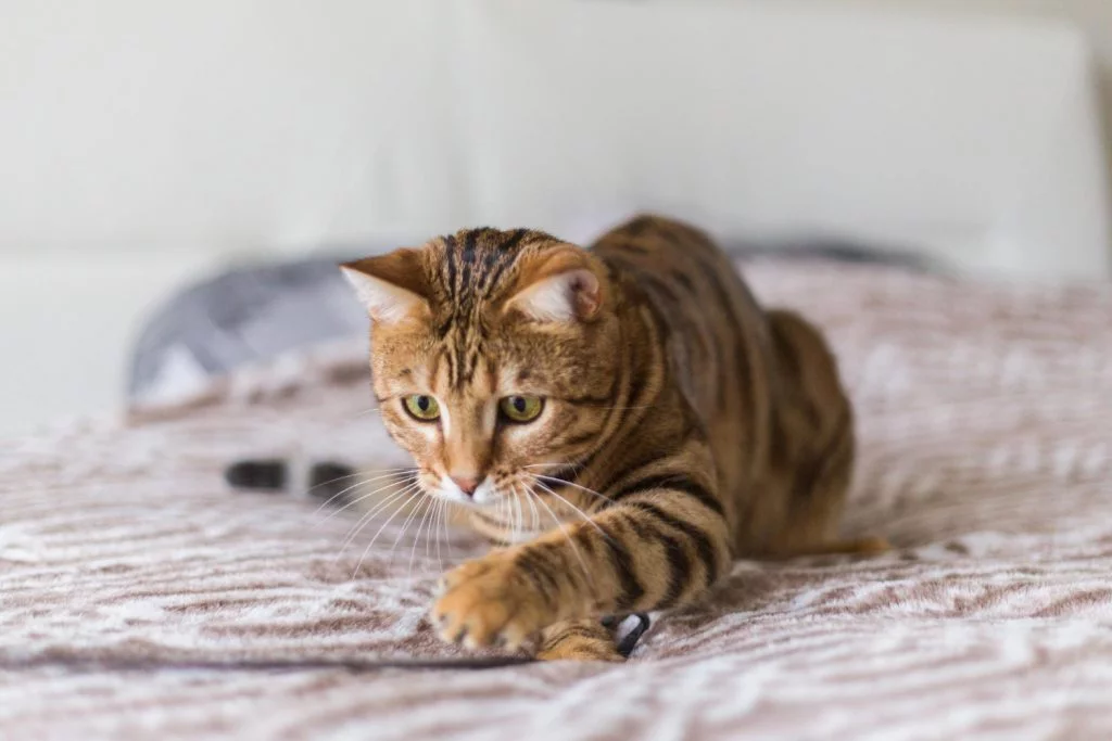 The Benefits of Eco-Friendly Cleaning for Families and Pets